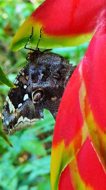 Papillon d'Amazonie