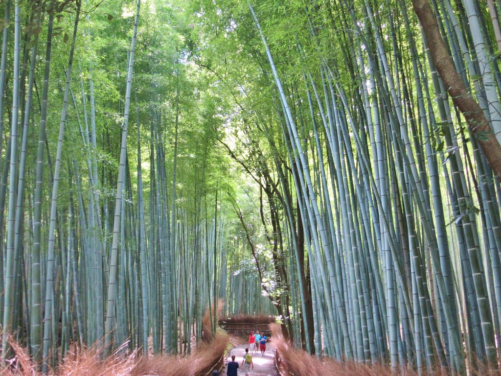 Forêt de Bambou Forêt de Bambou