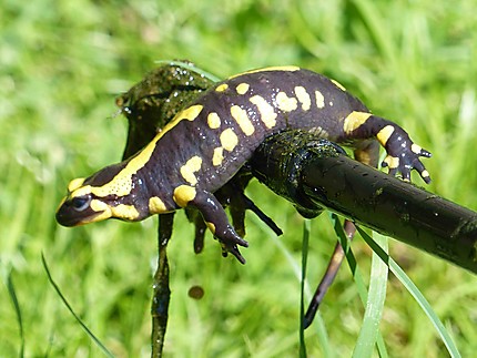 Salamandre 