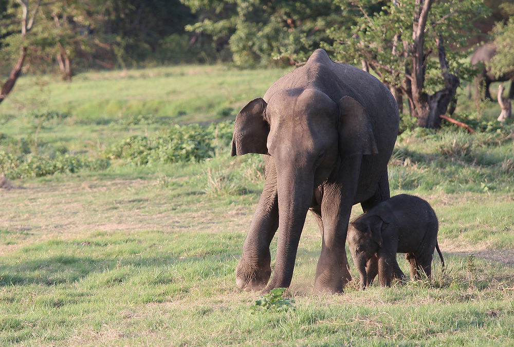 Eléphant du Sri Lanka