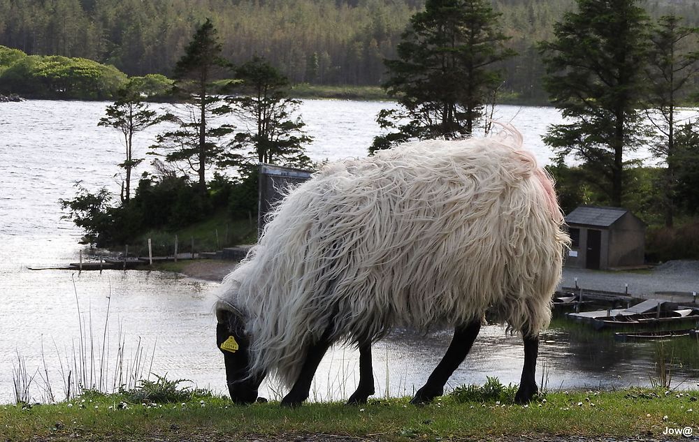 Connemara