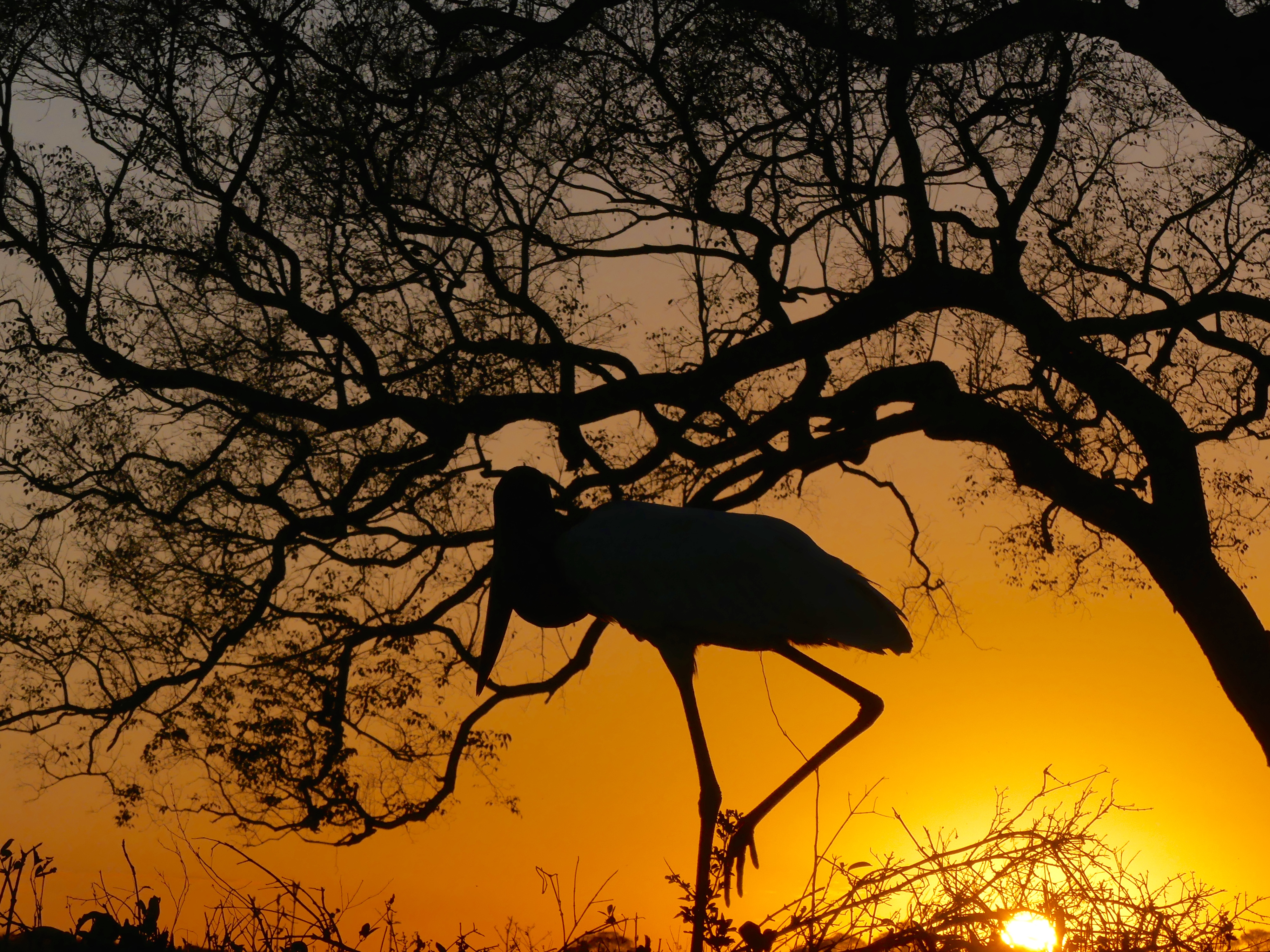 Jabiru au coucher du soleil Jabiru au coucher du soleil