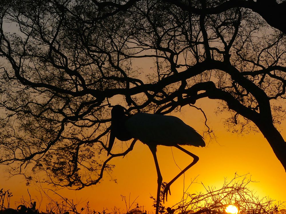 Jabiru au coucher du soleil