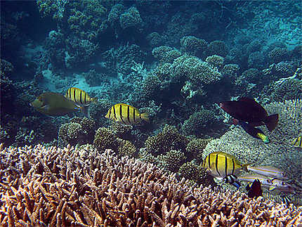 Récif corallien avec les poissons tropicaux