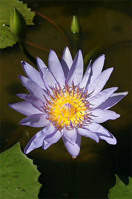 Lotus bleu
