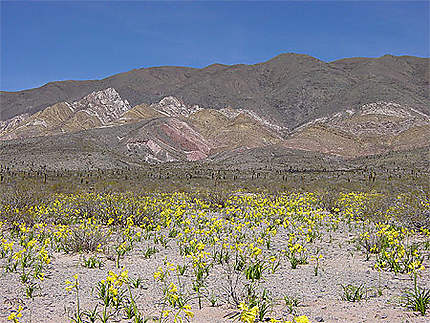 Fleurs sauvages Quebrada de Humahuaca