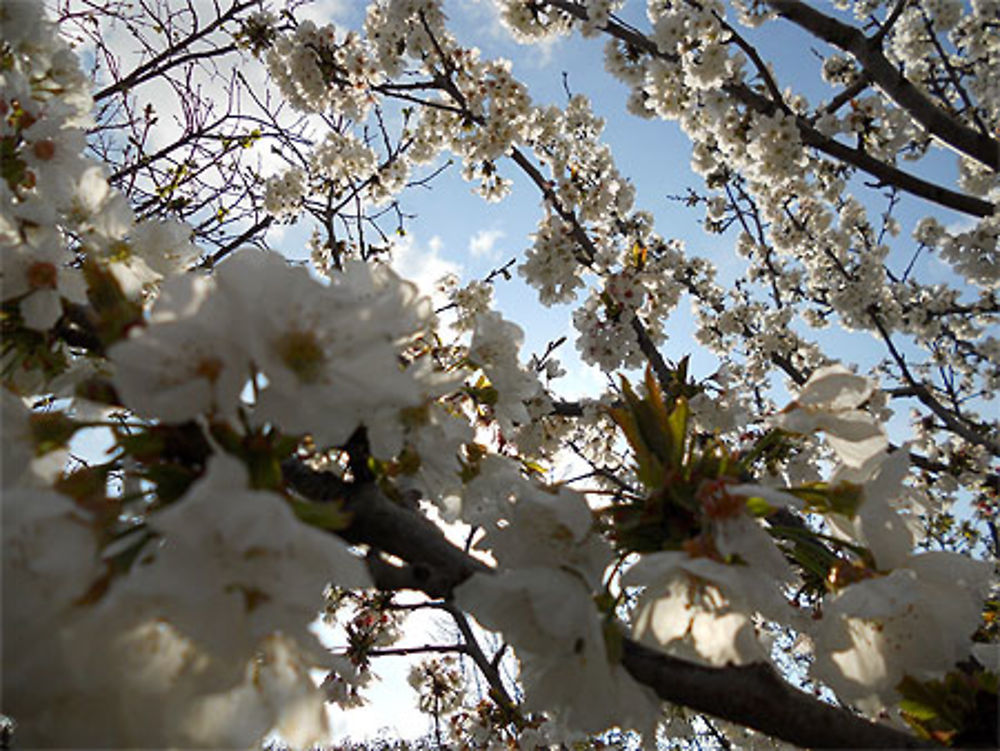 Cerisiers en fleurs dans la campagne aubagnaise