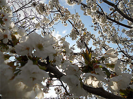 Cerisiers en fleurs dans la campagne aubagnaise