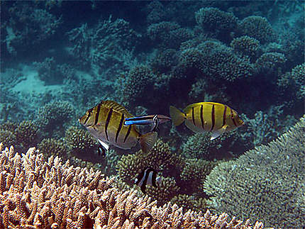 Récif corallien avec les poissons tropicaux