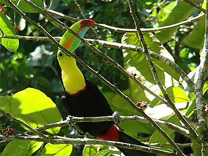 Toucan multicolore