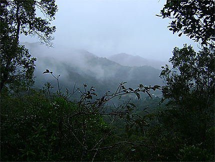La forêt humide de Ranomafana