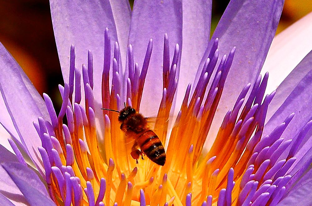 Abeille butinant une fleur de lotus