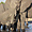 Eléphants dans le parc de Chobe