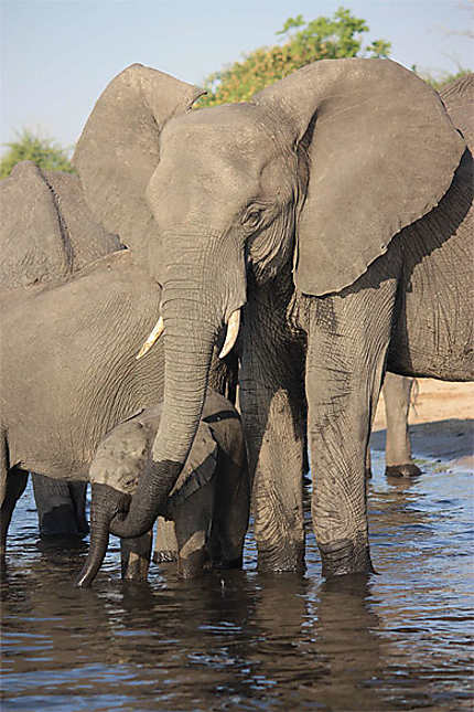 Eléphants dans le parc de Chobe