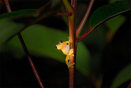 Grenouille arboricole Grenouille arboricole