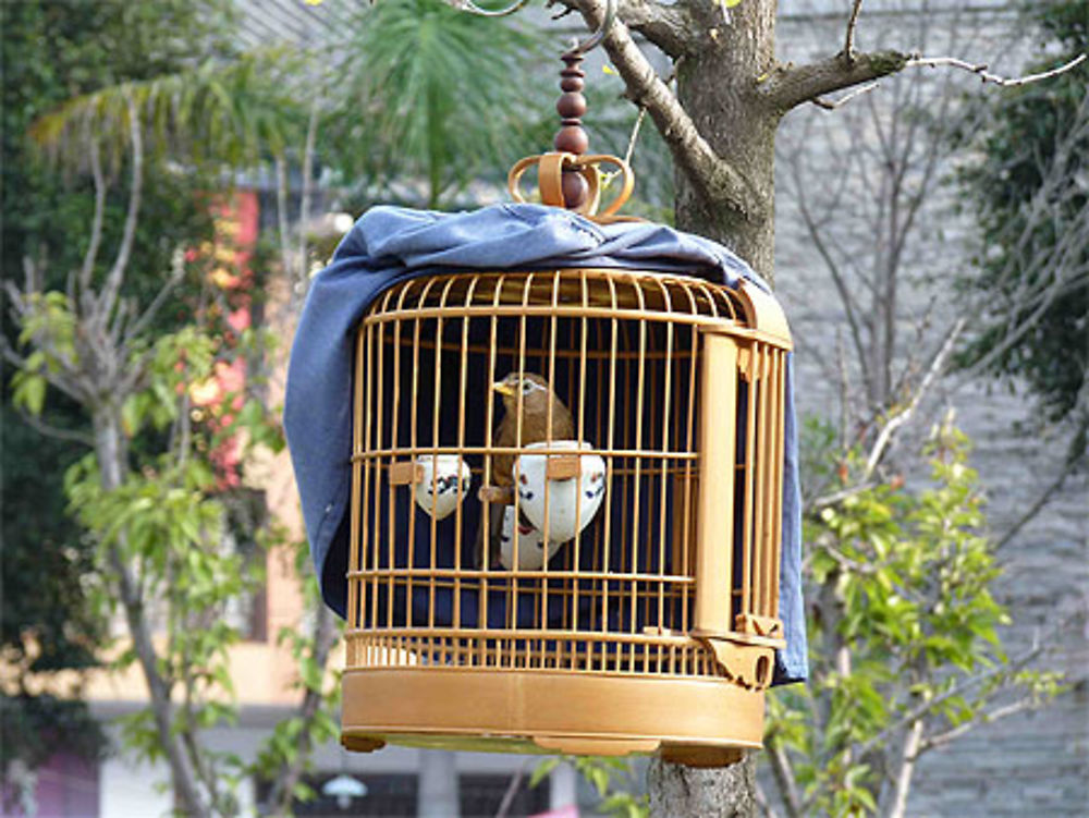 Cage à oiseau