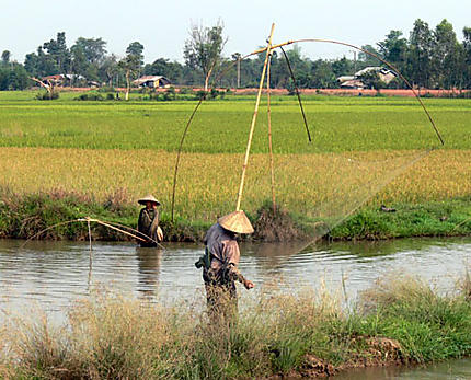 pêche dans les rizières