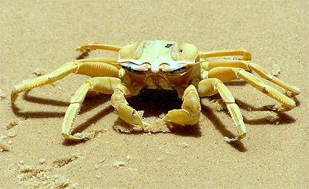 Crabe de plage Crabe de plage