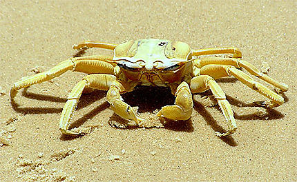 Crabe de plage