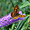 Papillon commun à Gassin