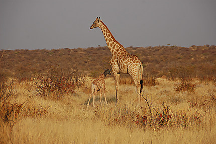 Girafon et sa mère