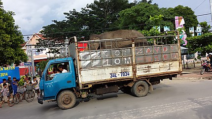 Transport d'éléphant