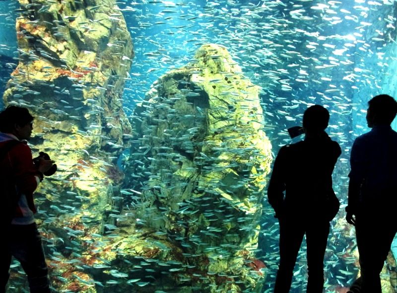 L'aquarium Kaiyukan