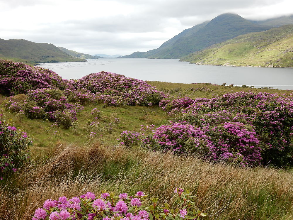 Au bord du Killary harbour