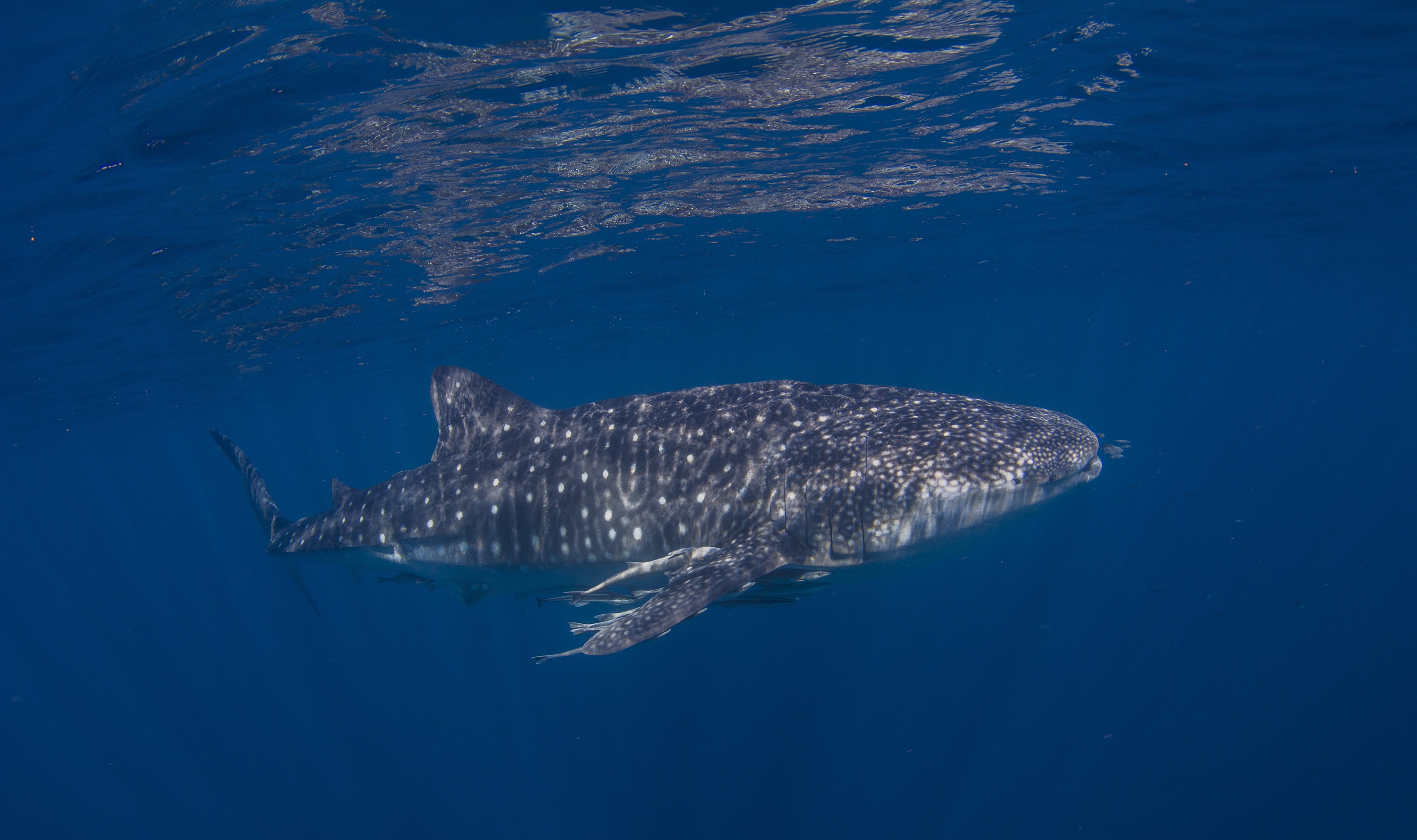 Madame Requin Baleine Madame Requin Baleine