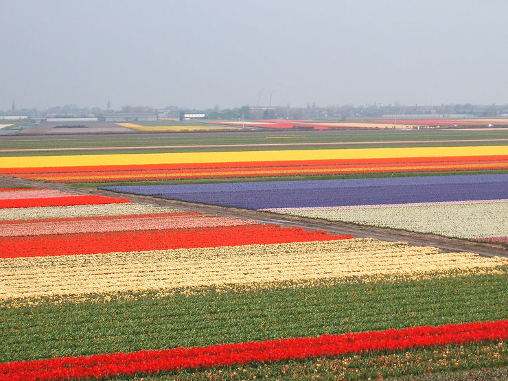 Champs de tulipes à Keukenhof