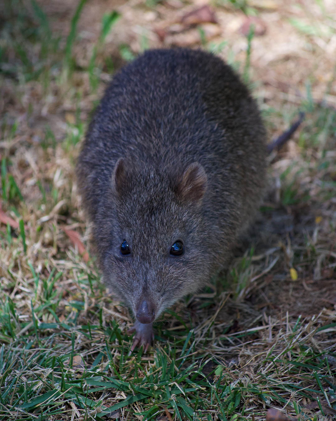 Bandicoot Bandicoot