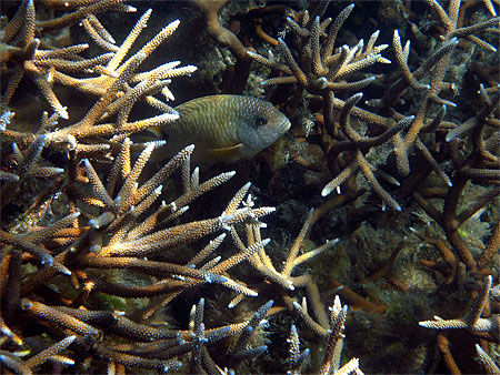 Cache-cache dans un corail