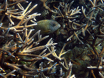 Cache-cache dans un corail