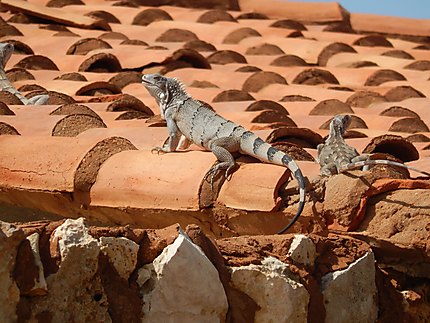 Iguanes sur les toits