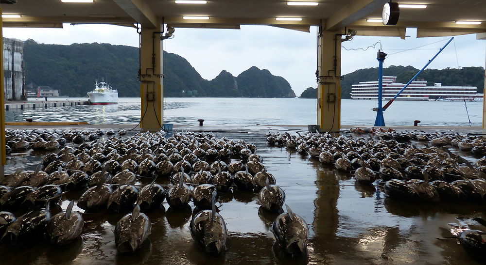 Marché aux thons de Kii Katsuura