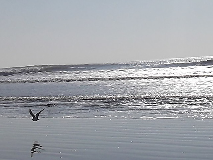 Vol d'une mouette sur la plage des Sables d'Olonne