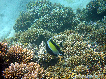 Récifs coralliens Récifs coralliens