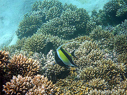 Récifs coralliens 