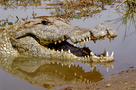 Crocodile de Sabou Crocodile de Sabou