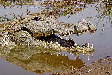 Crocodile de Sabou