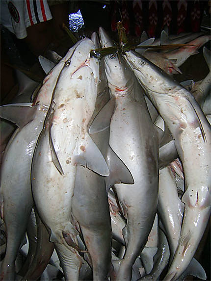 Requins au marché