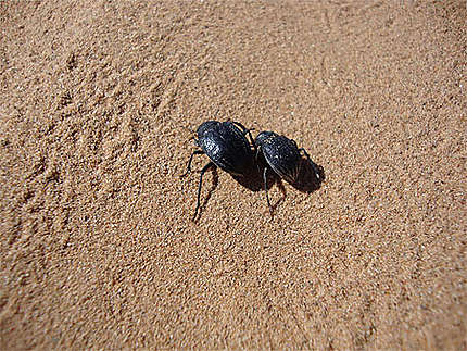 Coléoptères dans le désert