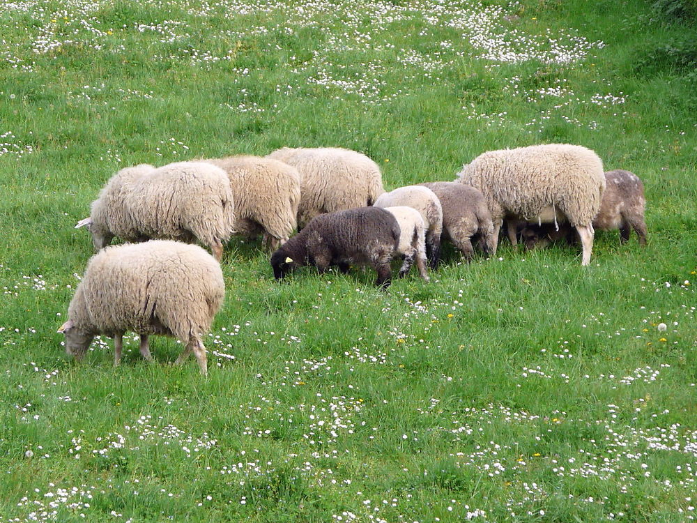 Printemps dans les prés