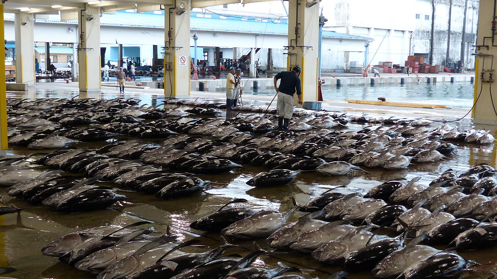 Marché aux thons de Kii Katsuura 