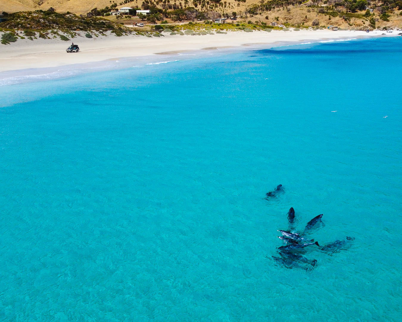 Private beach with dolphins