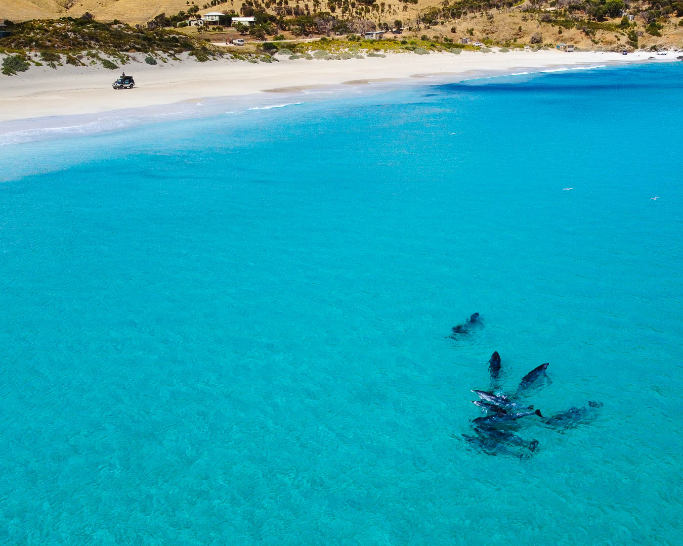 Private beach with dolphins Private beach with dolphins