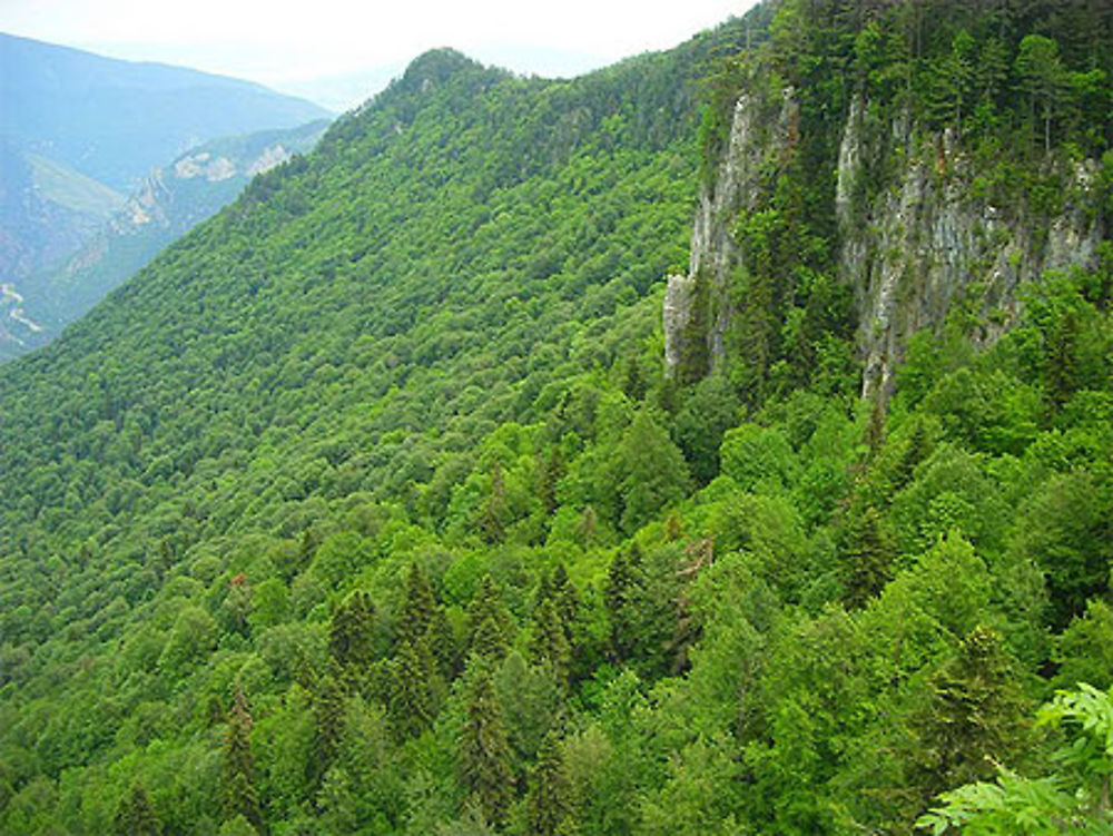 La forêt impénétrable de Yenice