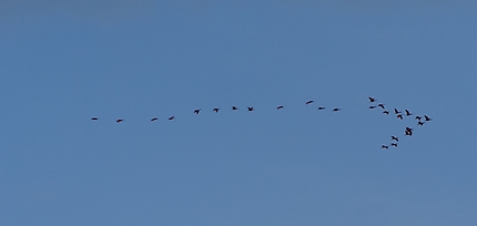 Vol d'ibis le matin 