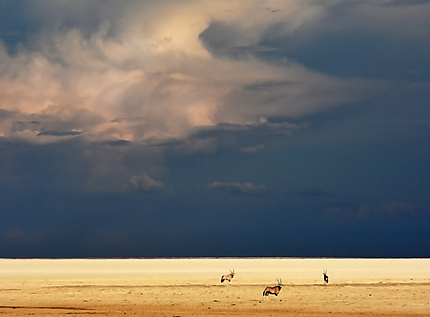Oryx avant l'orage