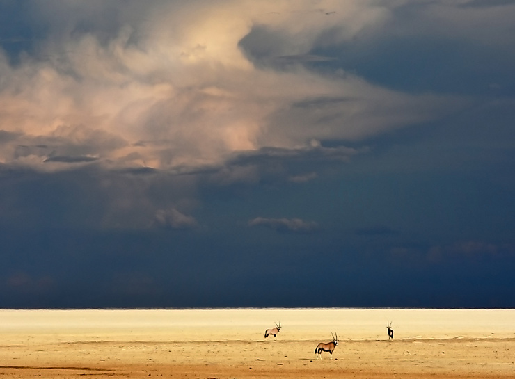 Oryx avant l'orage, Namibie